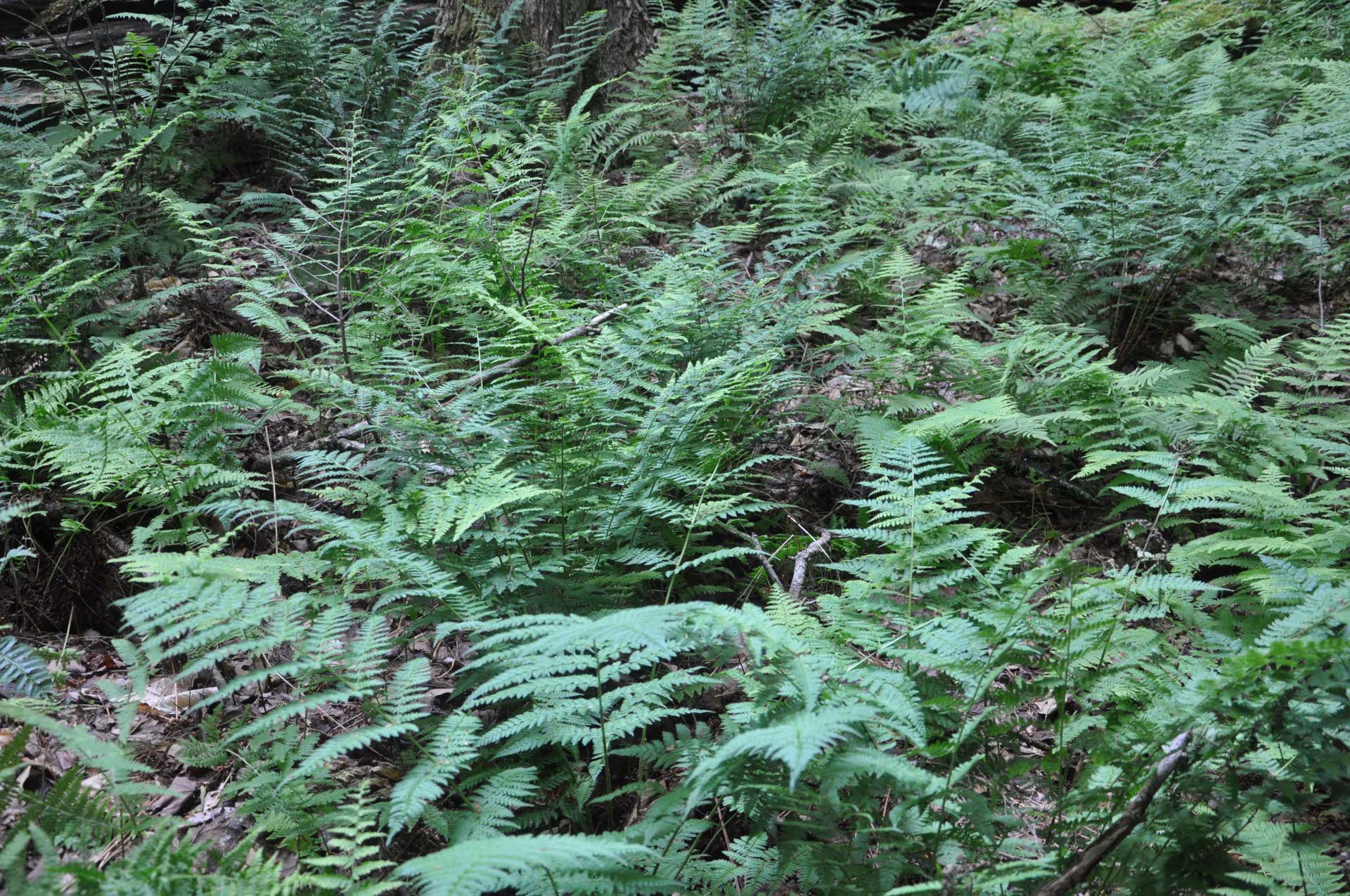 Fern covered forest floor