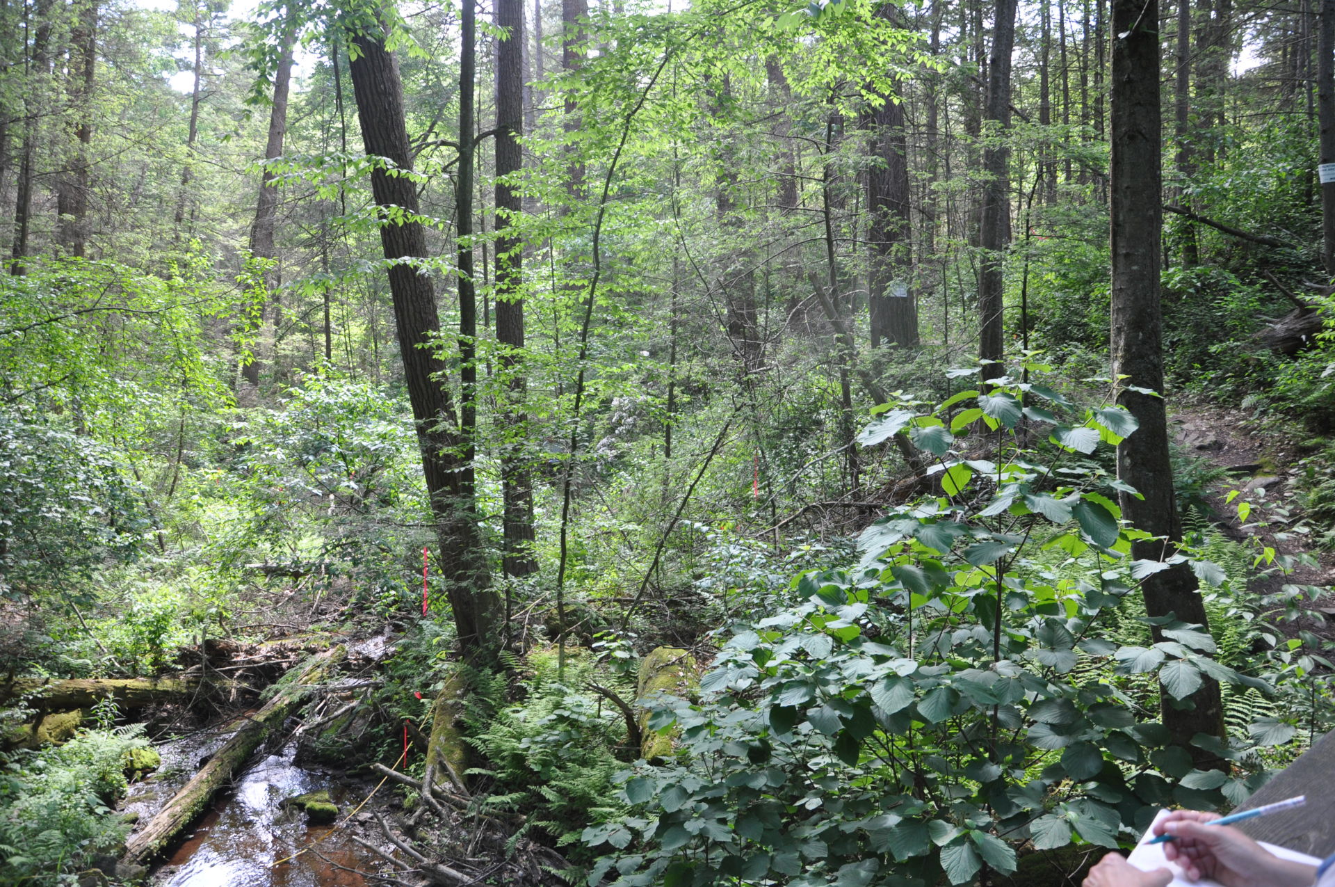 Old growth conditions