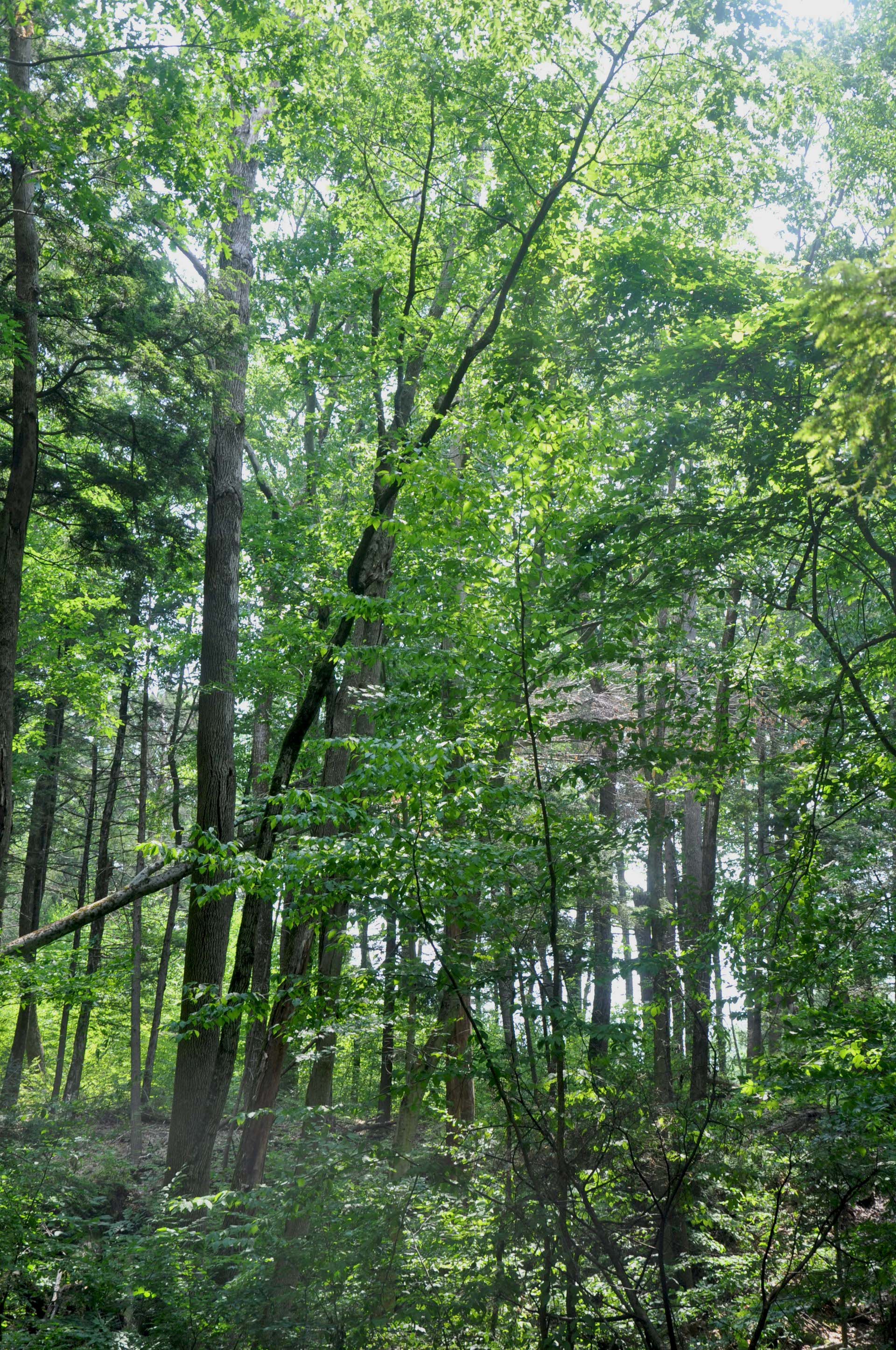 Old growth hardwood