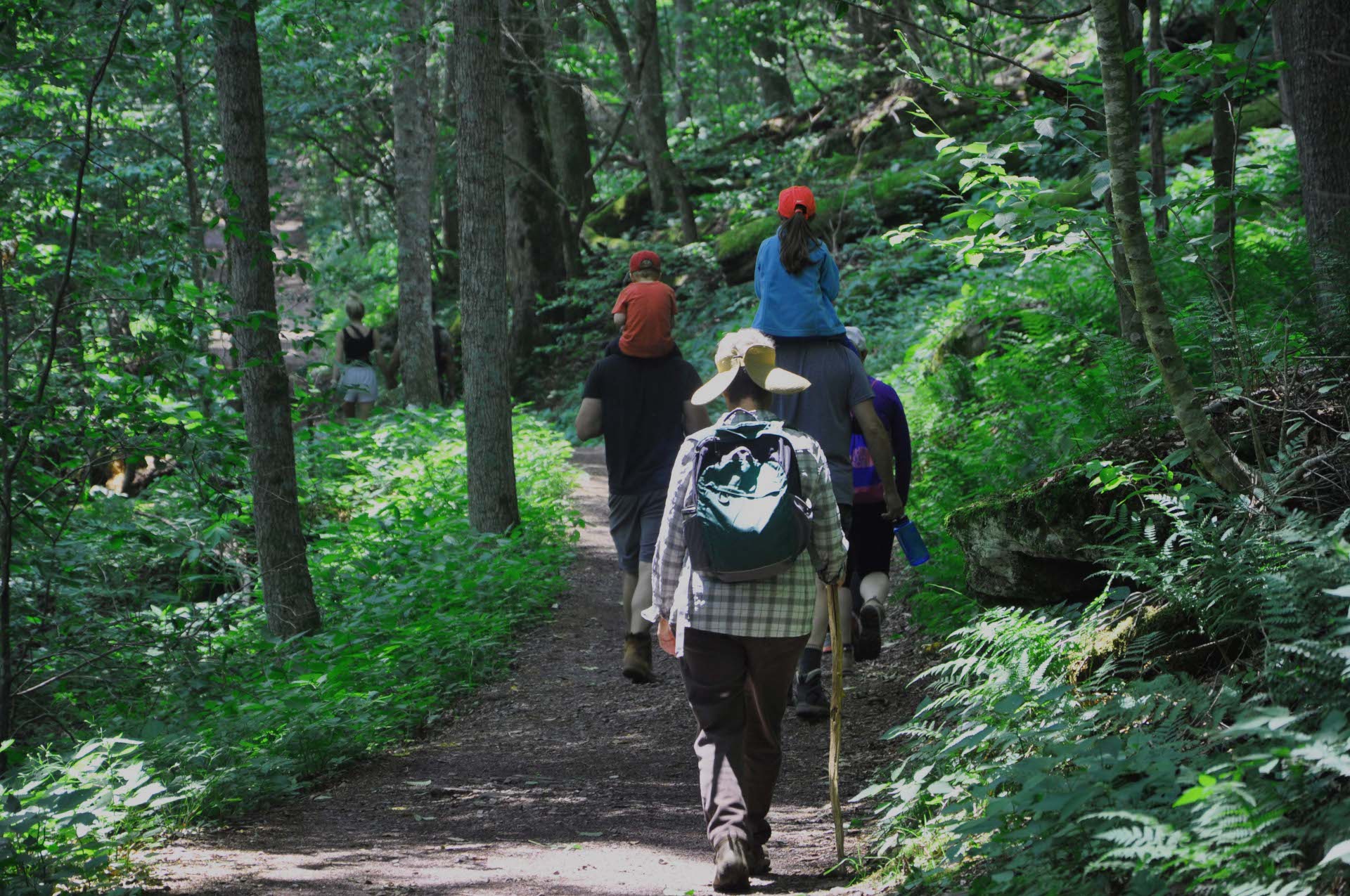 Trail through old-growth forest..