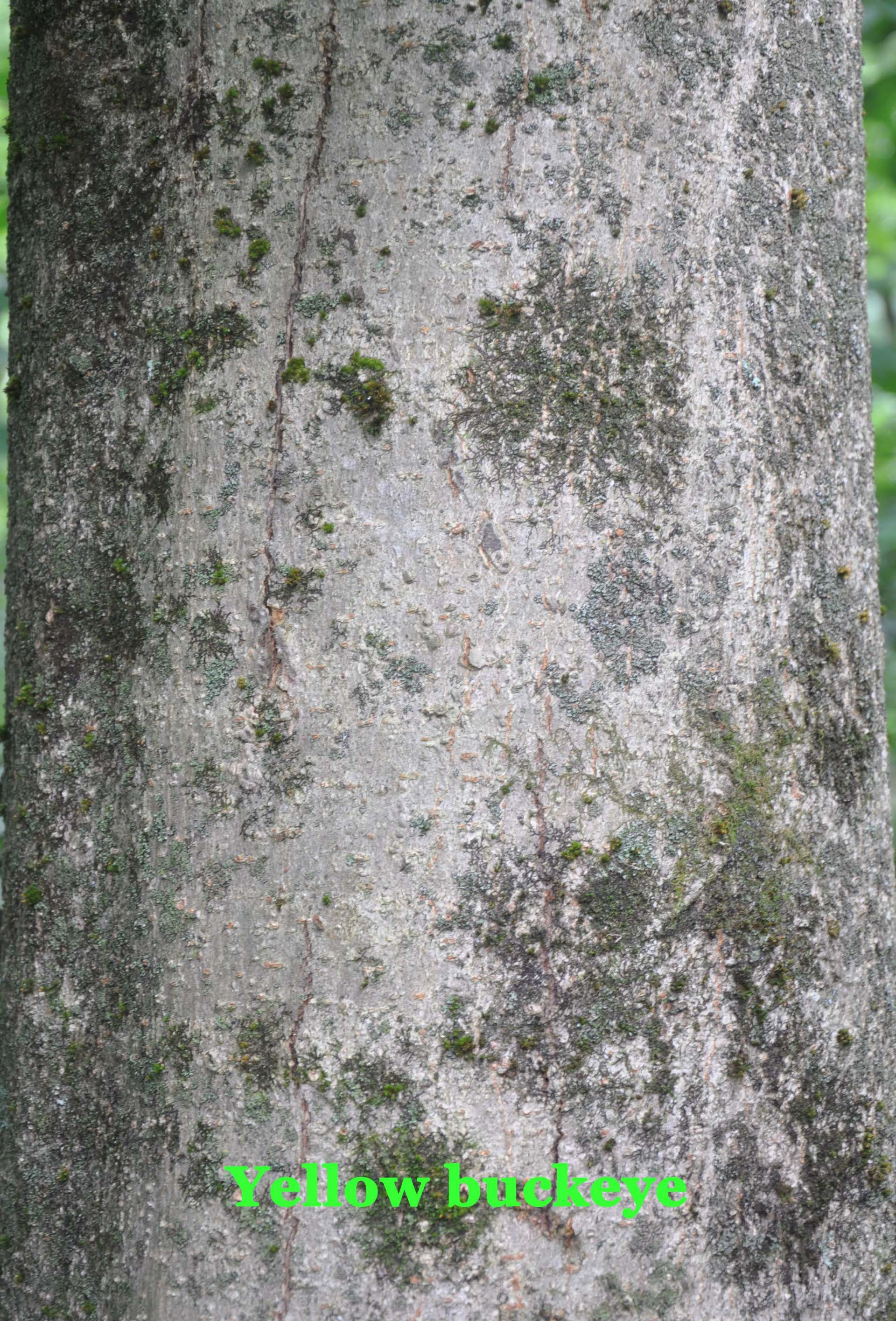 Various tree bark images.