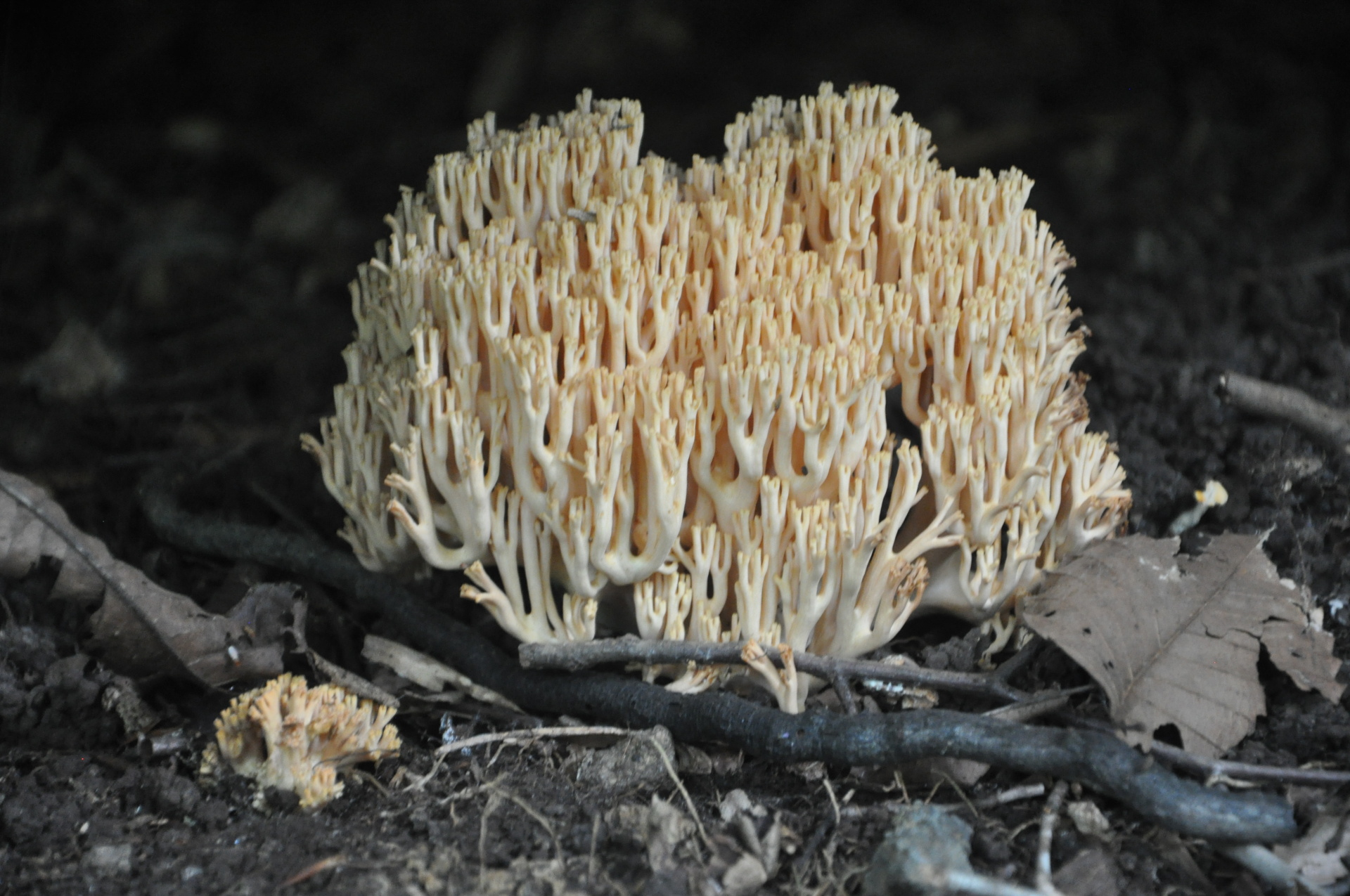 Coral fungus.