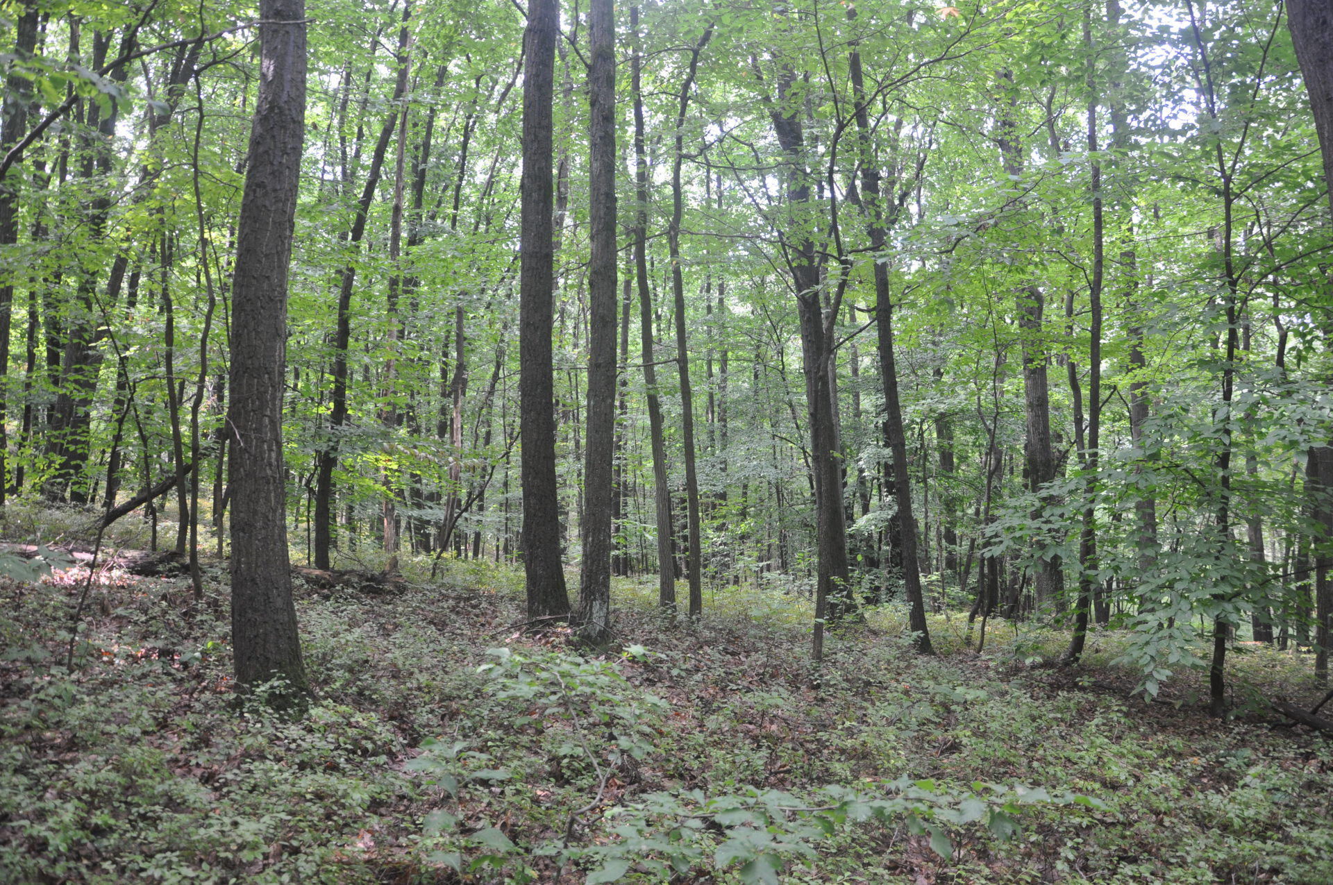 Dry oak forest with blueberry and huckleberry ground cover.