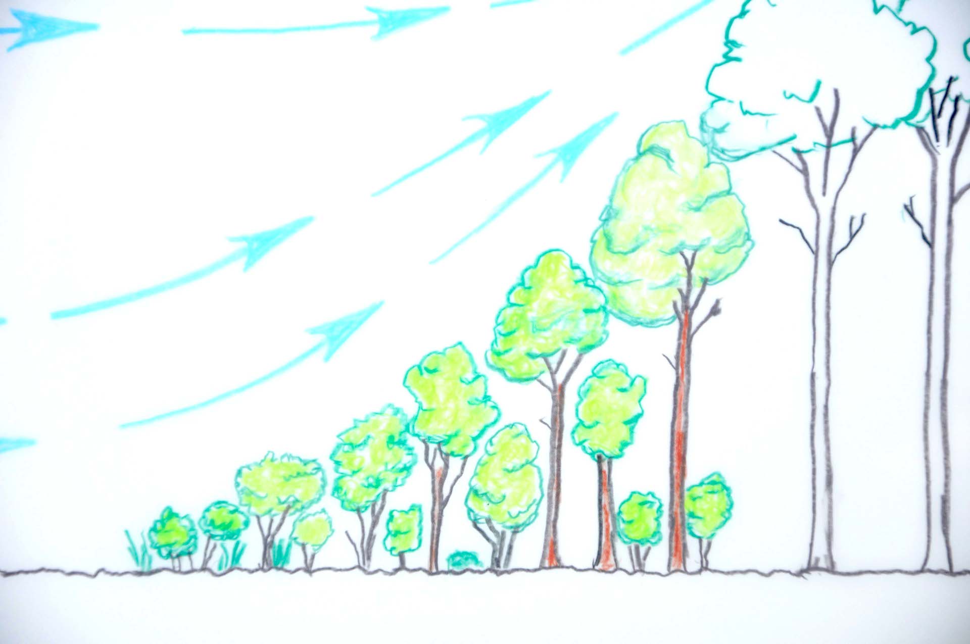 Protective forest edge.