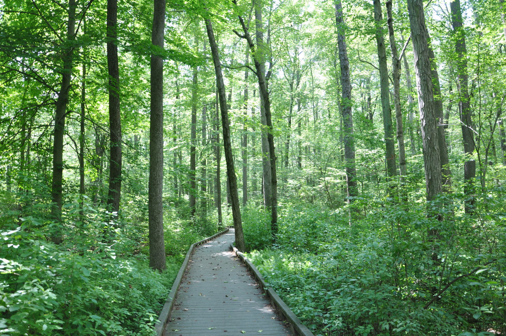 Native wetland forest with peeers and wood frogs in the spring.