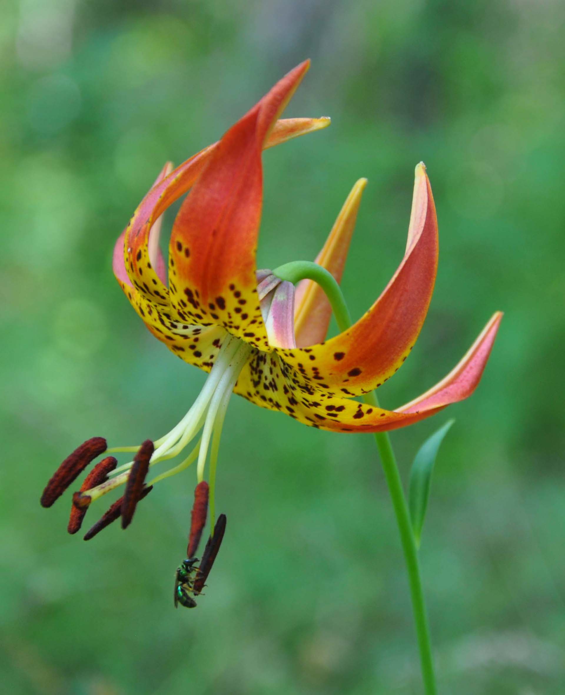 Turks cap lily.